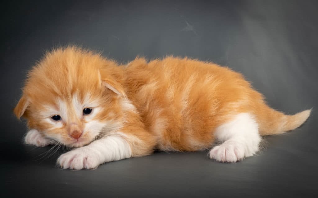 (N)Migoto's Julian, NFO d 03 22