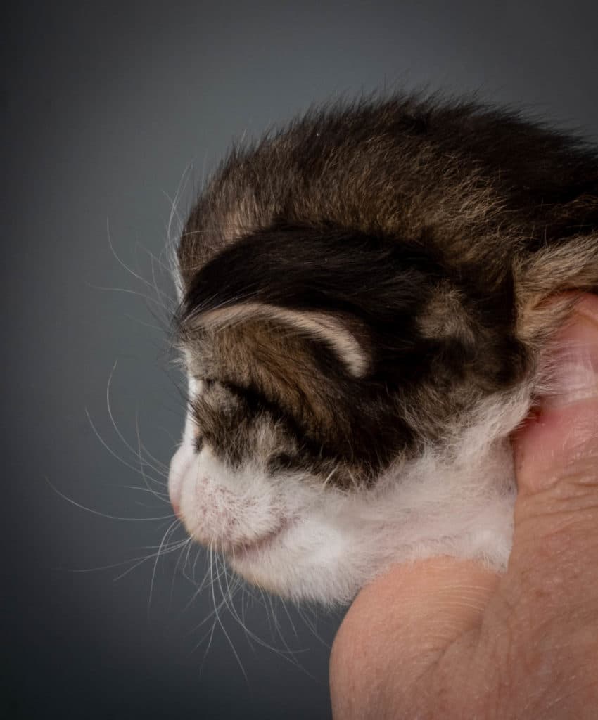 (N)Migoto's Jørgen, NFO n 03 22