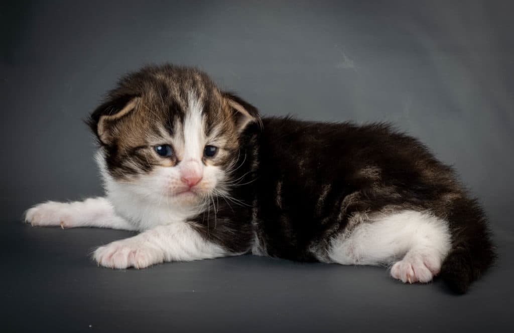 (N)Migoto's Jørgen, NFO n 03 22