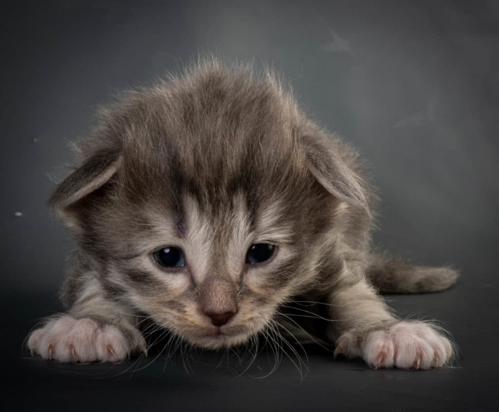 (N)Migoto's Junior, NFO a 09 22