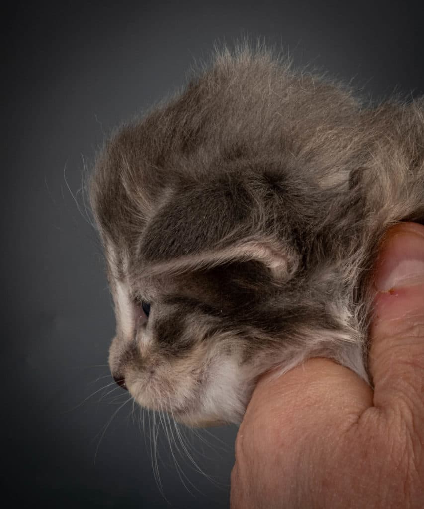 (N)Migoto's Junior, NFO a 09 22