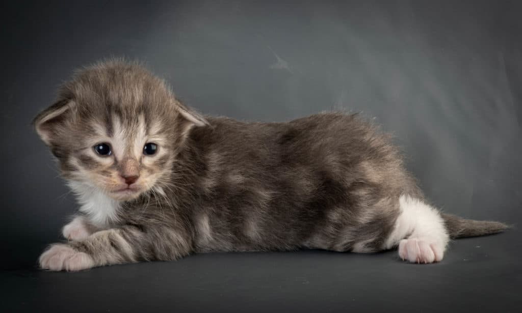 (N)Migoto's Junior, NFO a 09 22