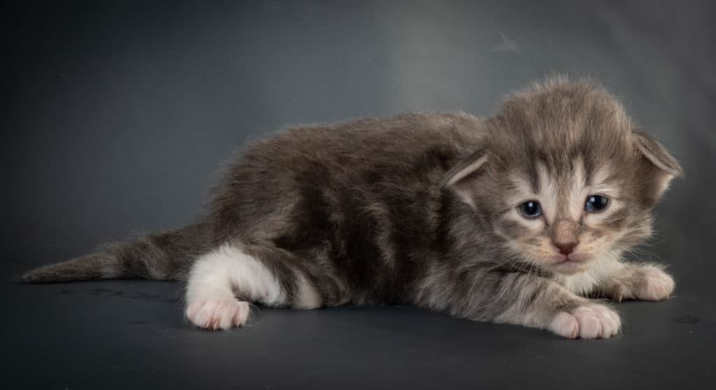 (N)Migoto's Junior, NFO a 09 22