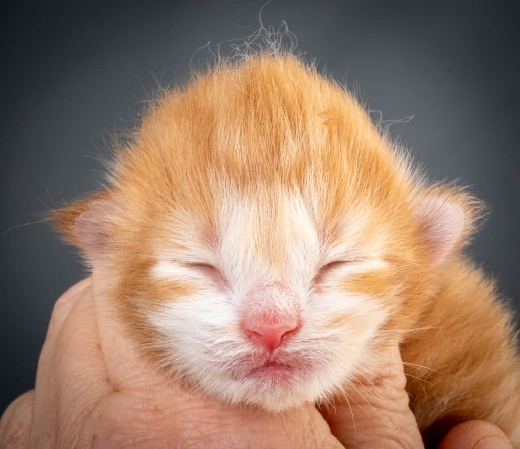 (N)Migoto's Kurt, NFO d 09 22