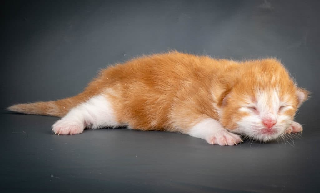 (N)Migoto's Kurt, NFO d 09 22