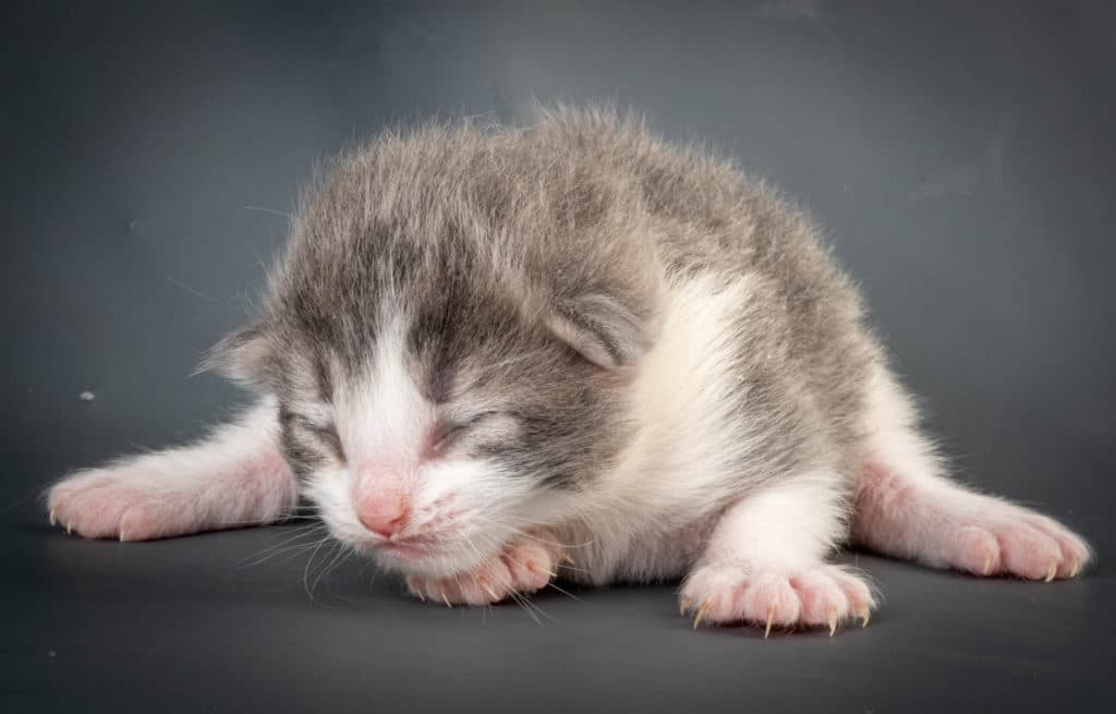 (N)Migoto's Kaiser, NFO a 03 22