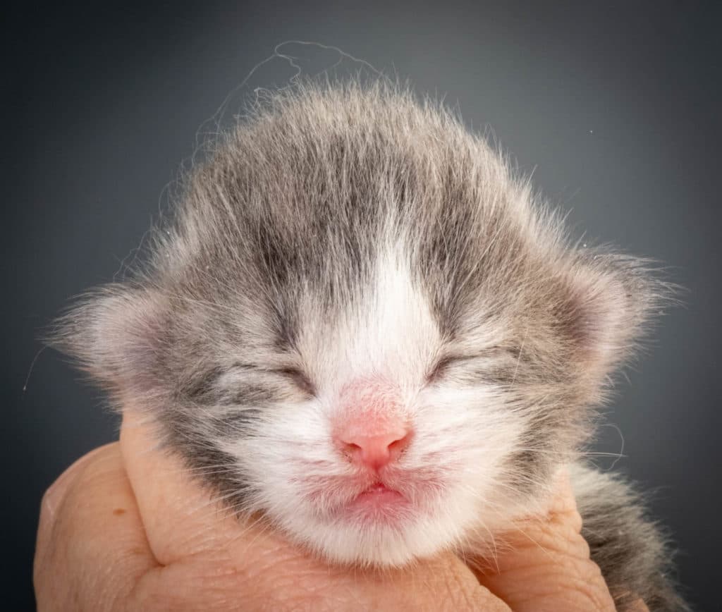 (N)Migoto's Kaiser, NFO a 03 22