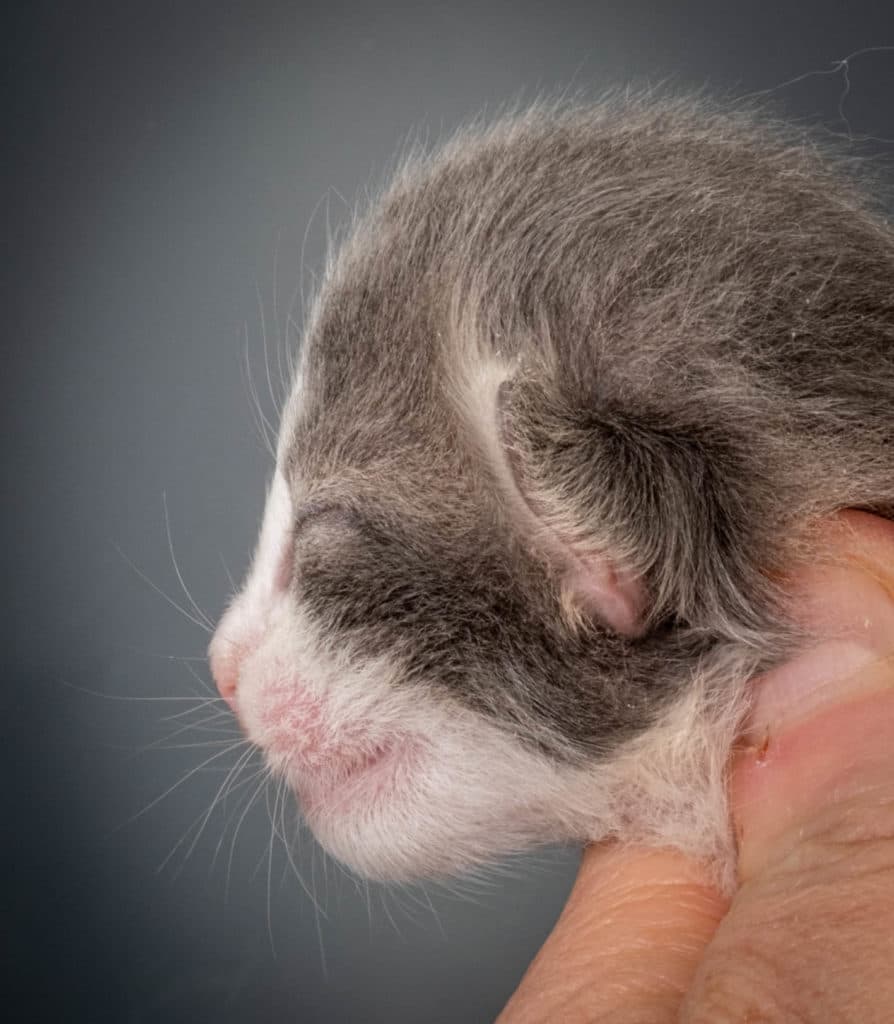 (N)Migoto's Kaiser, NFO a 03 22