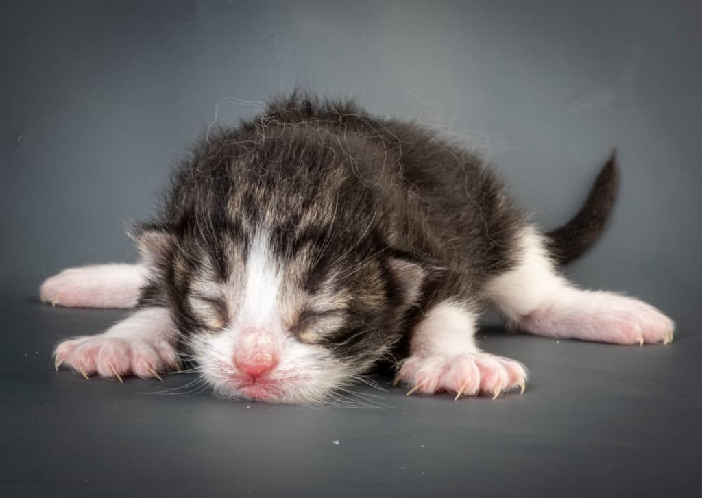 (N)Migoto's Ken, NFO n 03 22