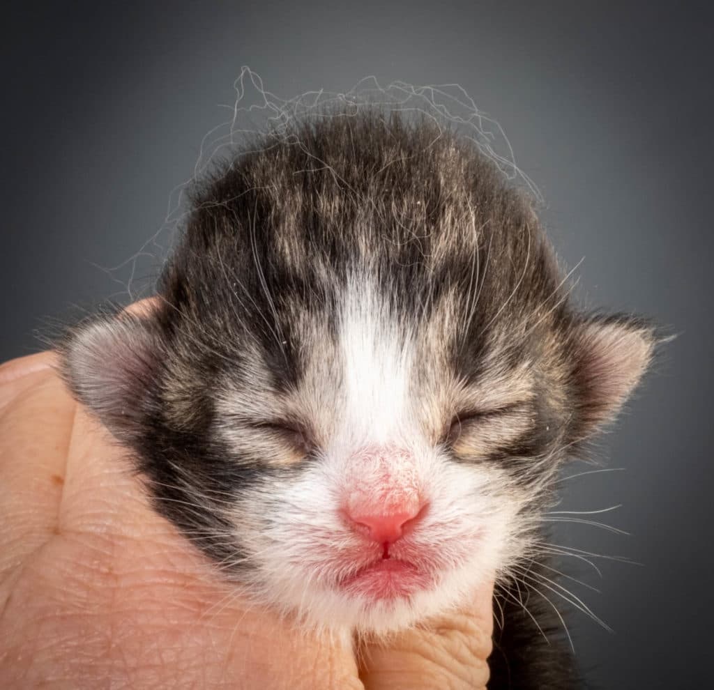 (N)Migoto's Ken, NFO n 03 22