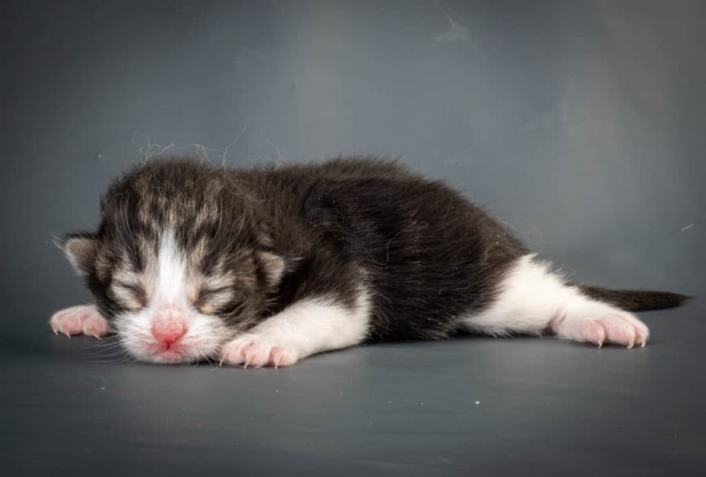 (N)Migoto's Ken, NFO n 03 22