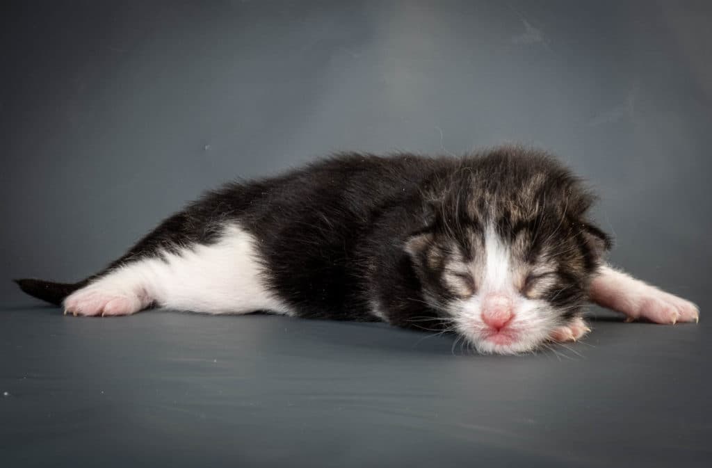 (N)Migoto's Ken, NFO n 03 22