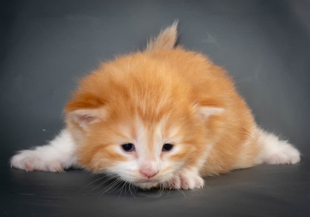 (N)Migoto's Kurt, NFO d 09 22