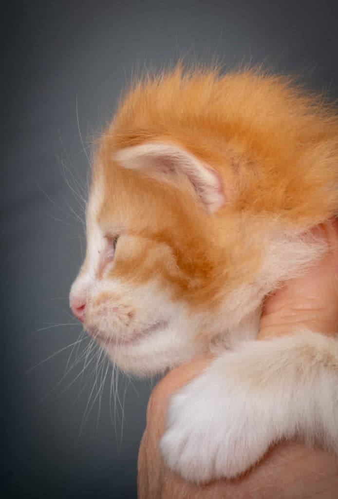 (N)Migoto's Kurt, NFO d 09 22