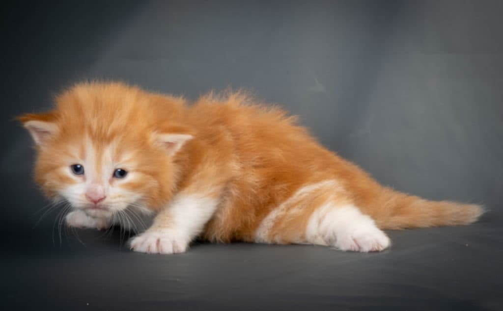 (N)Migoto's Kurt, NFO d 09 22