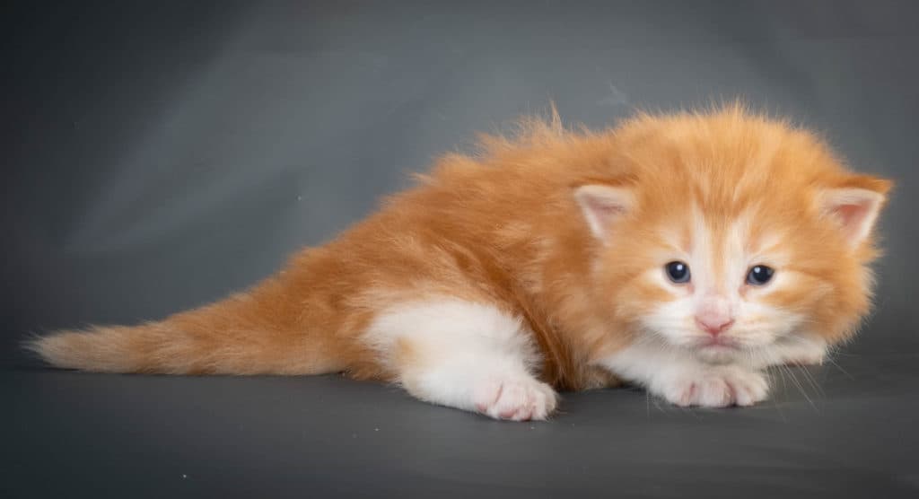 (N)Migoto's Kurt, NFO d 09 22