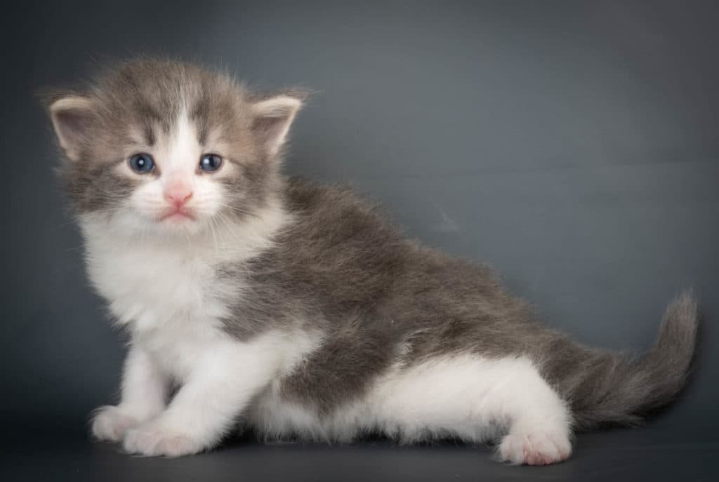 (N)Migoto's Kaiser, NFO a 03 22