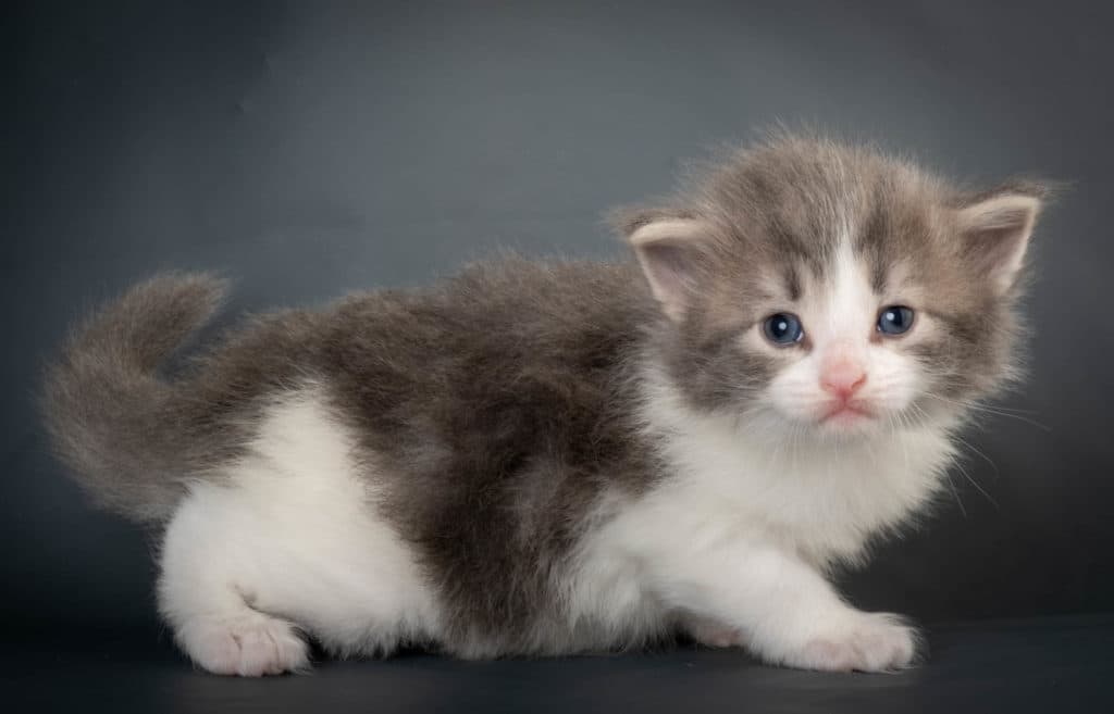 (N)Migoto's Kaiser, NFO a 03 22