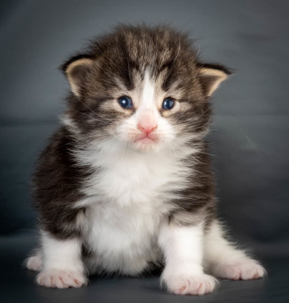 (N)Migoto's Ken, NFO n 03 22