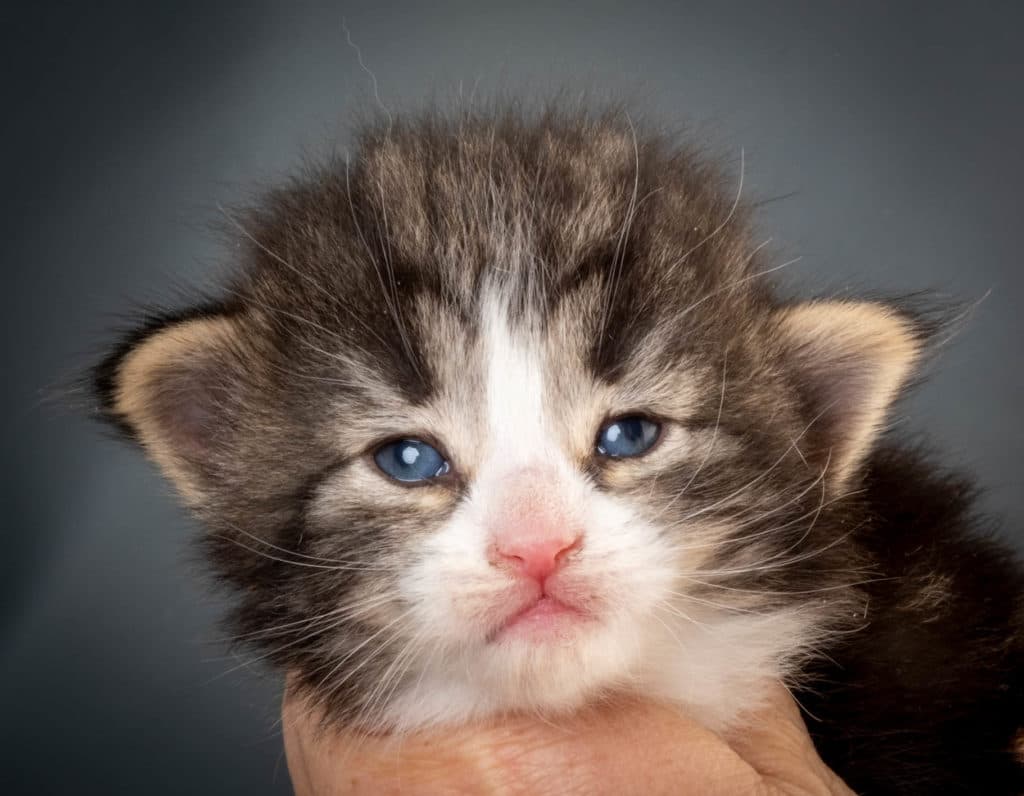 (N)Migoto's Ken, NFO n 03 22