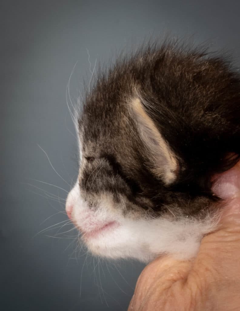 (N)Migoto's Ken, NFO n 03 22