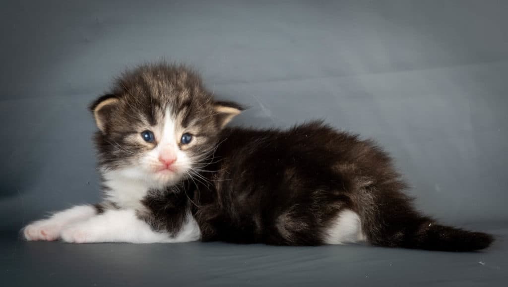 (N)Migoto's Ken, NFO n 03 22