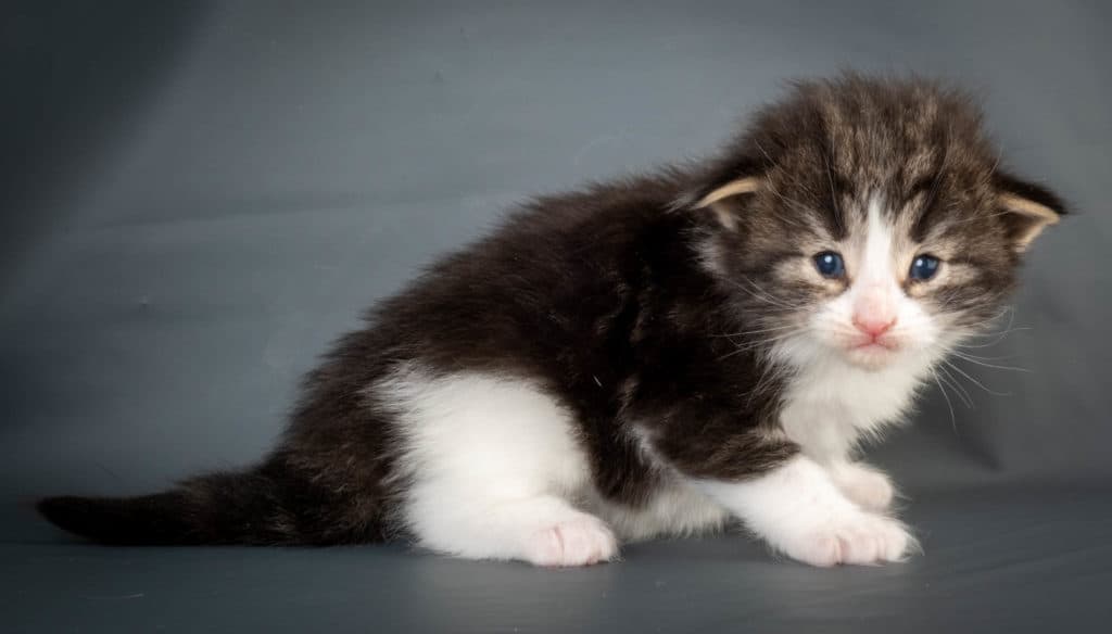 (N)Migoto's Ken, NFO n 03 22