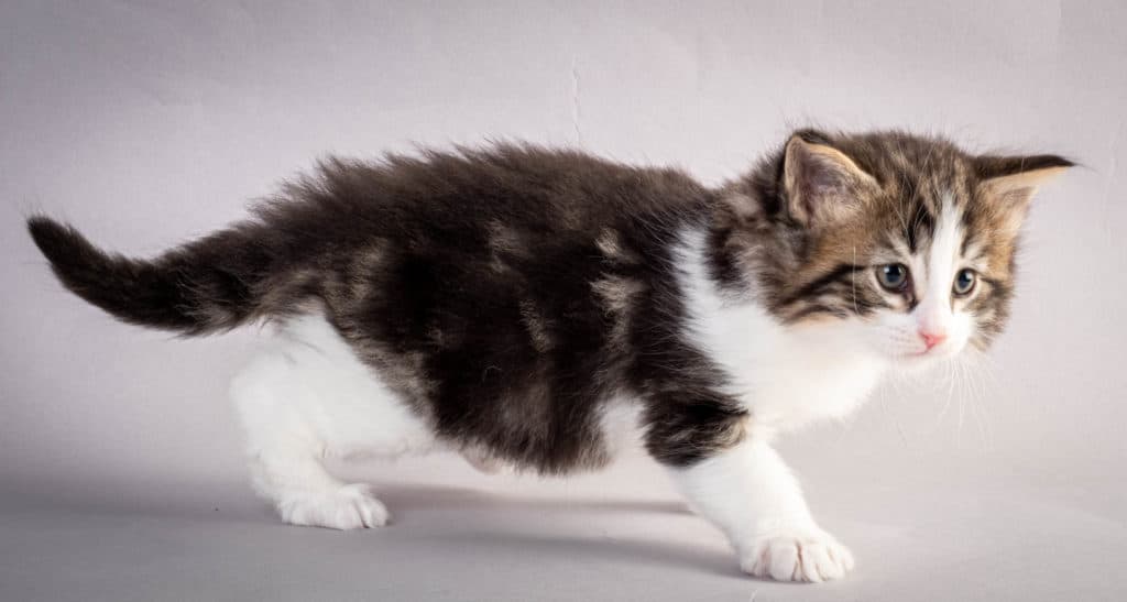 (N)Migoto's Jørgen, NFO n 03 22