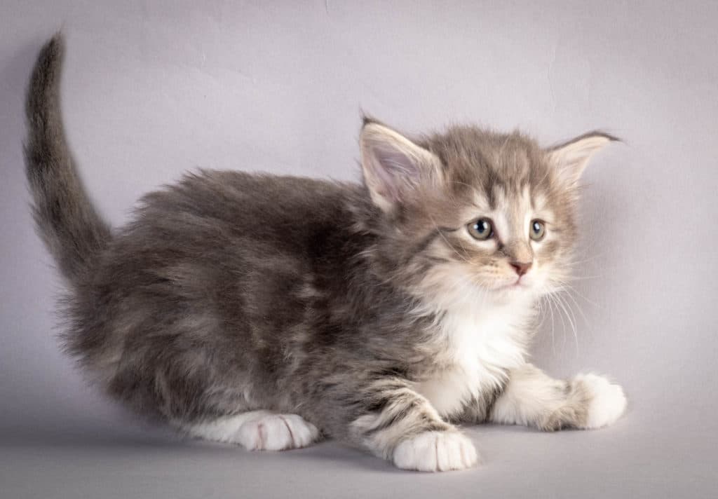 (N)Migoto's Junior, NFO a 09 22