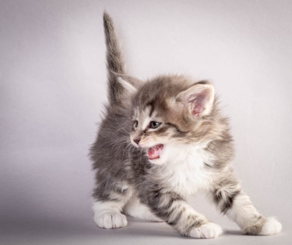 (N)Migoto's Junior, NFO a 09 22