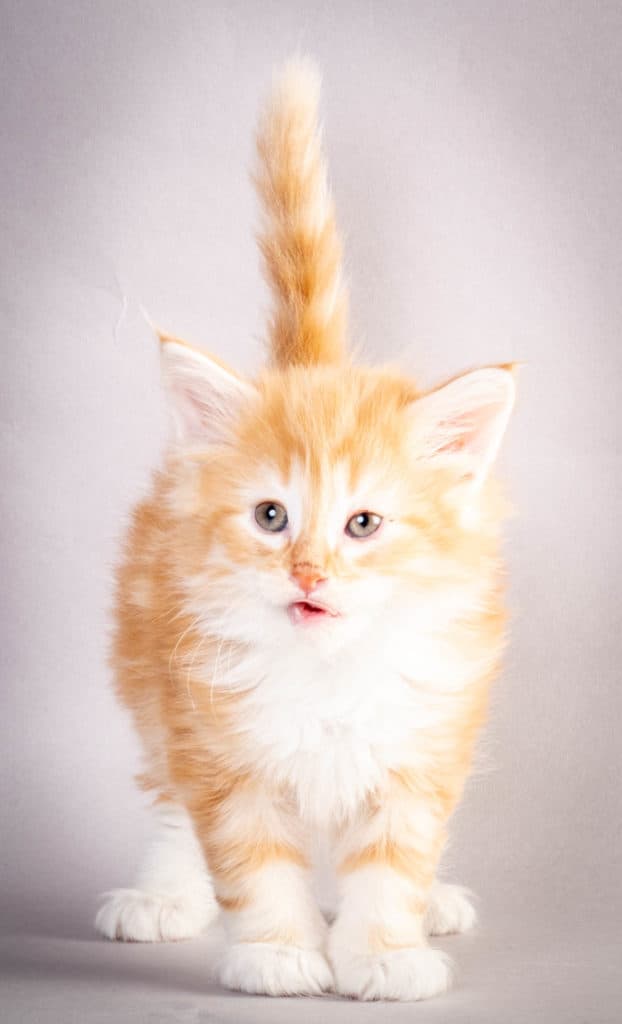 (N)Migoto's Jeppe, NFO d 09 22