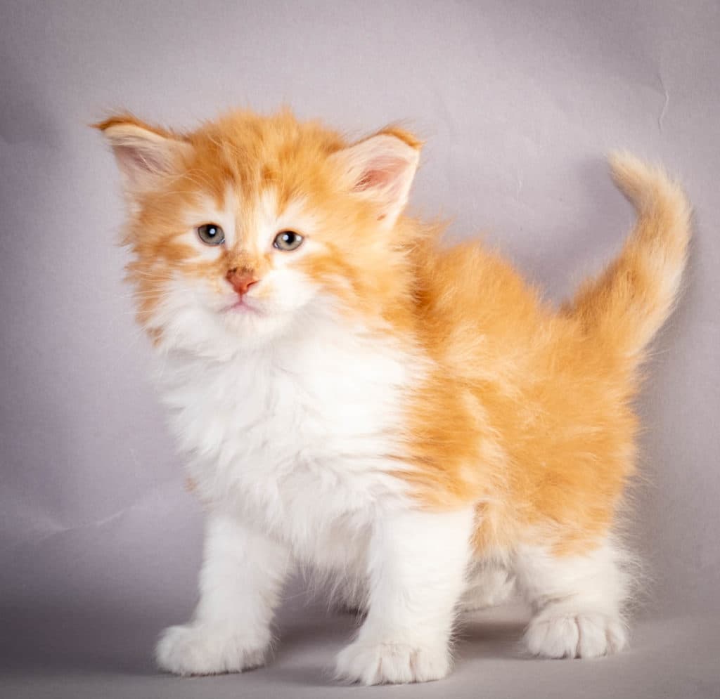 (N)Migoto's Julian, NFO d 03 22