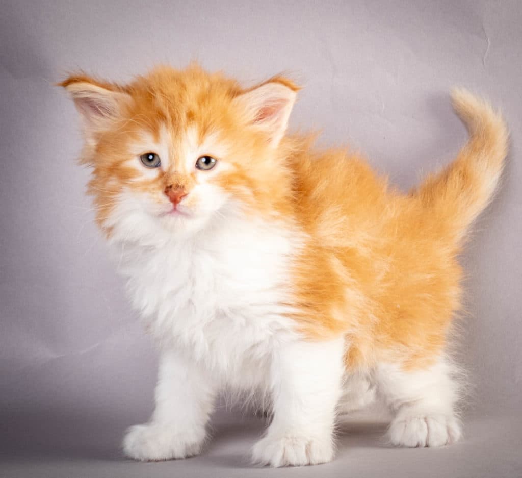 (N)Migoto's Julian, NFO d 03 22