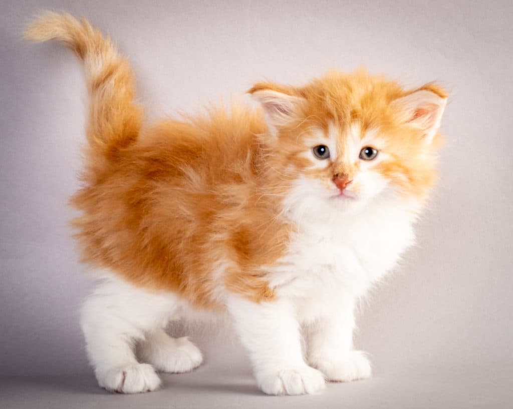 (N)Migoto's Julian, NFO d 03 22