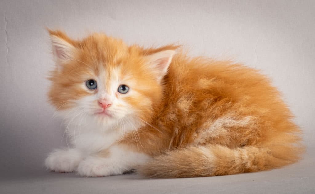 (N)Migoto's Kurt, NFO d 09 22