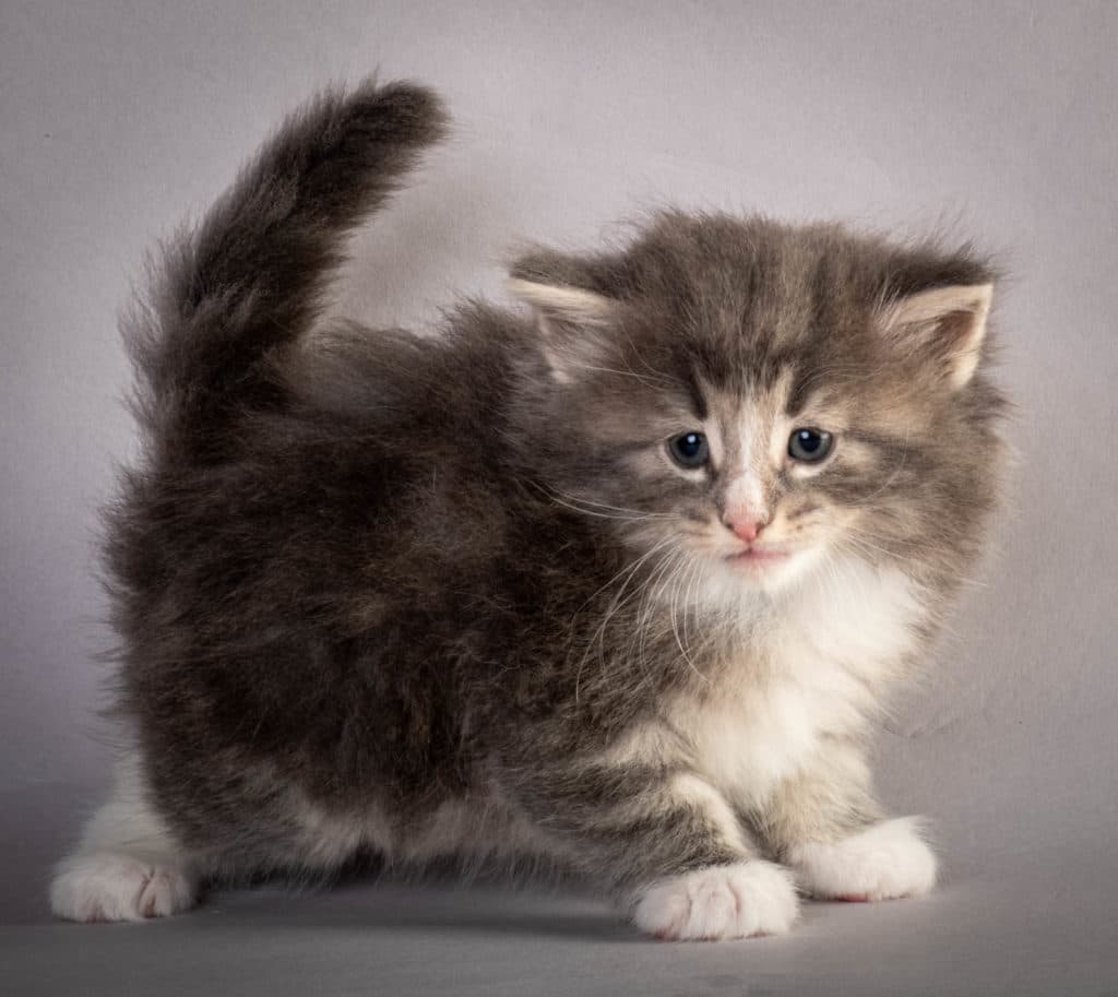 (N)Migoto's Kåre, NFO a 09 22