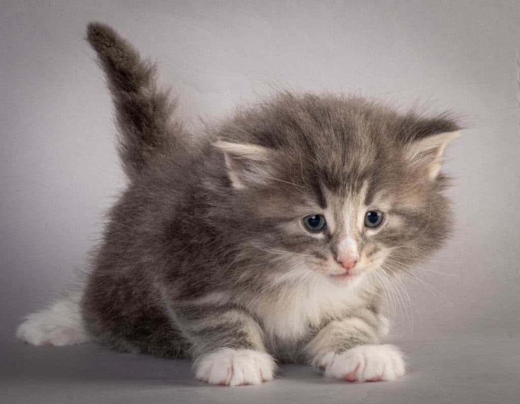 (N)Migoto's Kåre, NFO a 09 22