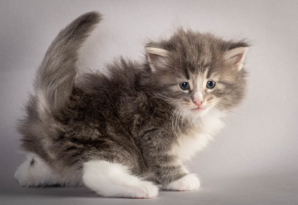 (N)Migoto's Kåre, NFO a 09 22