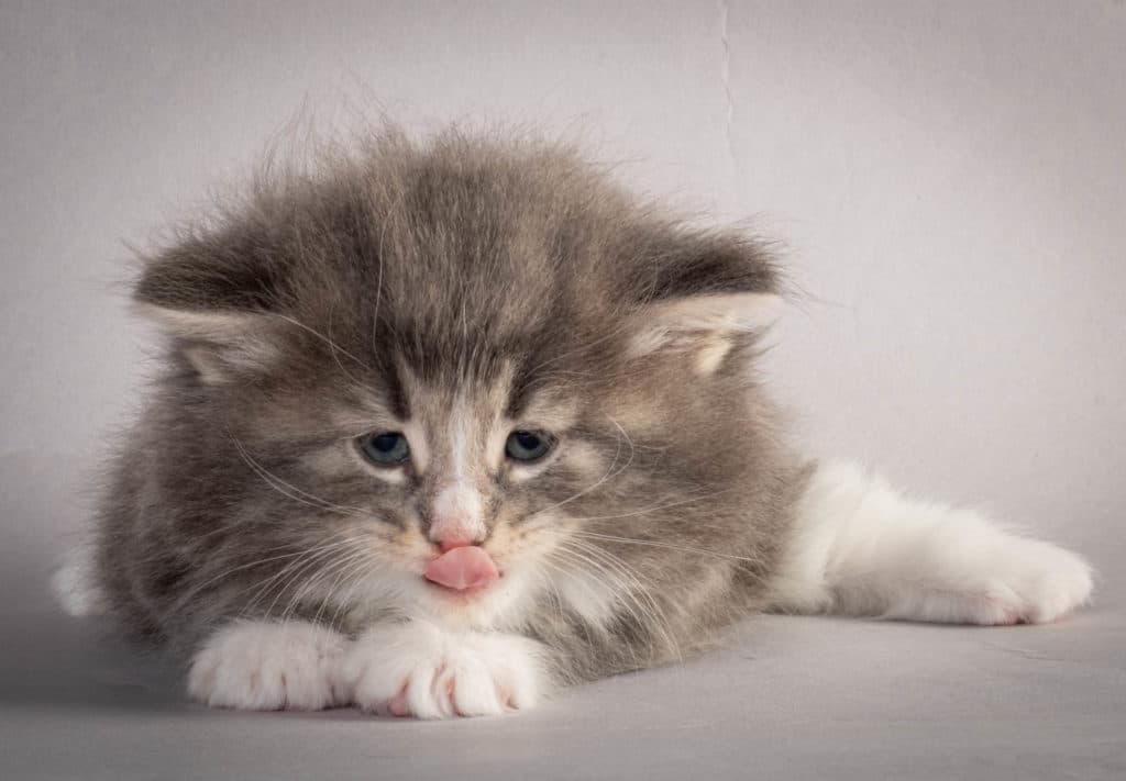 (N)Migoto's Kåre, NFO a 09 22