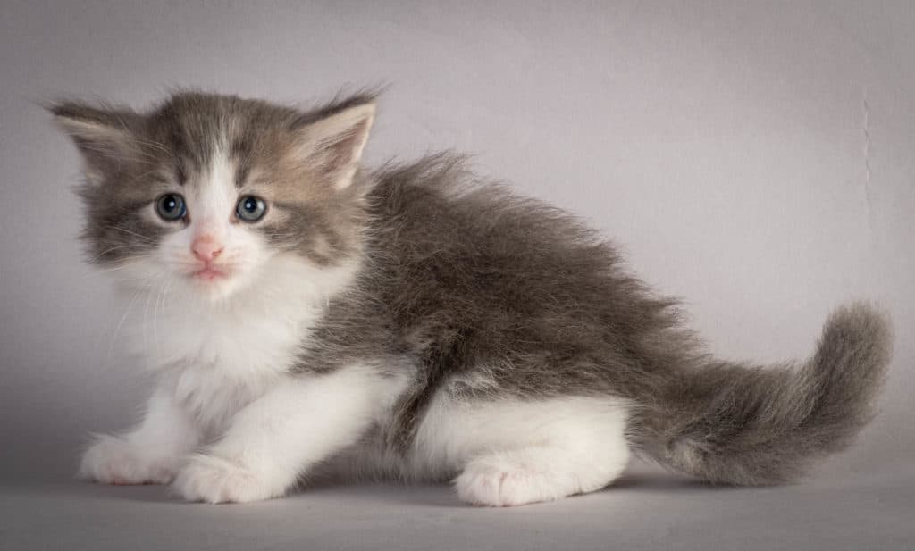 (N)Migoto's Kaiser, NFO a 03 22