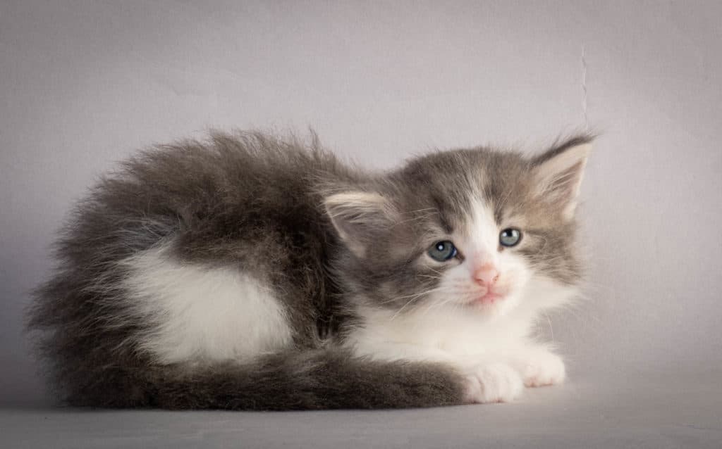 (N)Migoto's Kaiser, NFO a 03 22