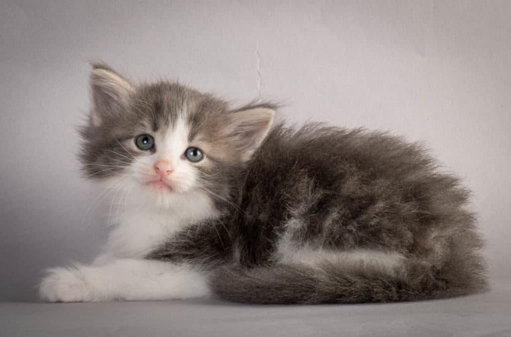 (N)Migoto's Kaiser, NFO a 03 22