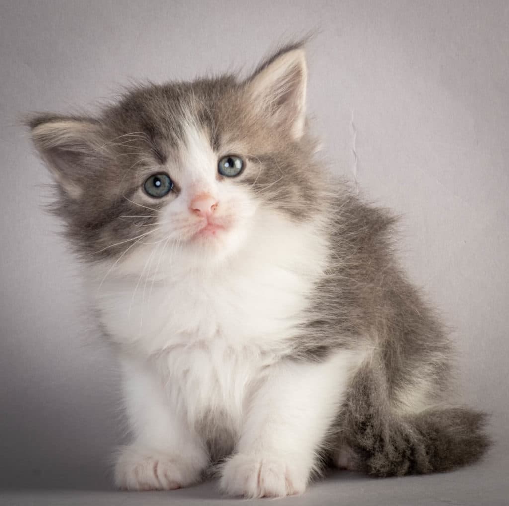 (N)Migoto's Kaiser, NFO a 03 22