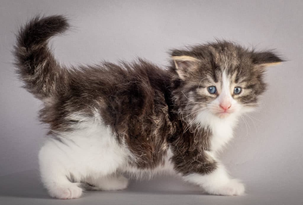 (N)Migoto's Ken, NFO n 03 22