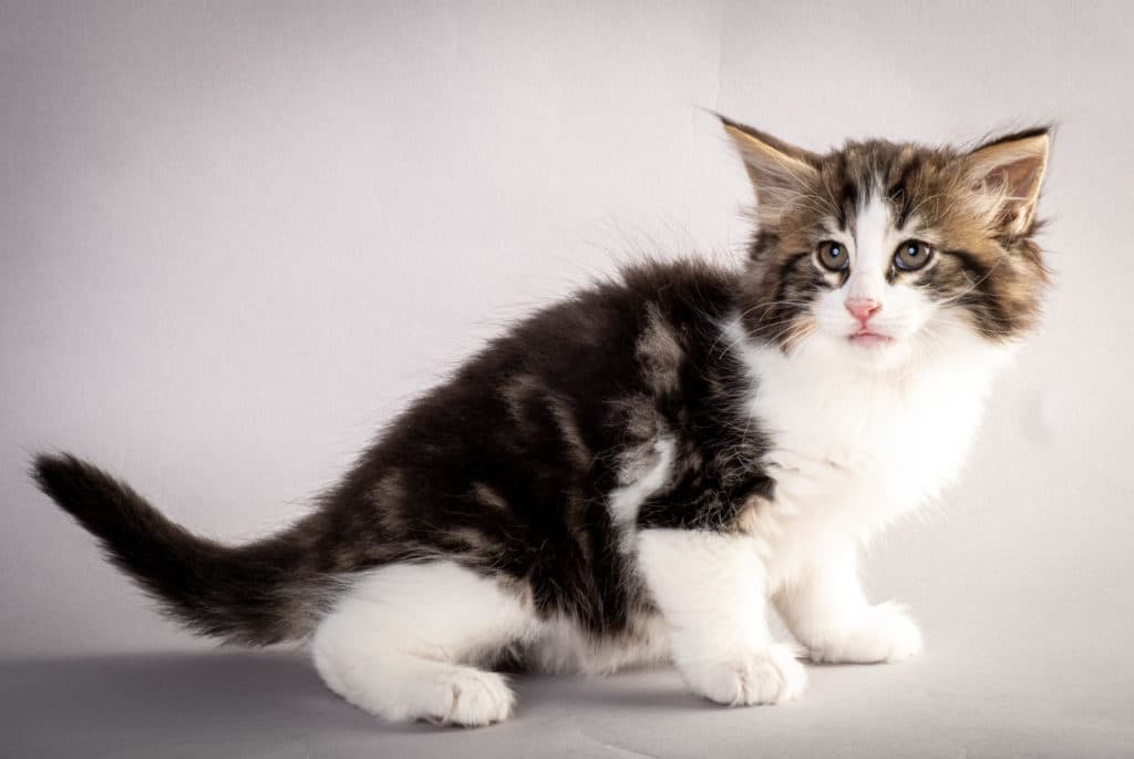 (N)Migoto's Jørgen, NFO n 03 22