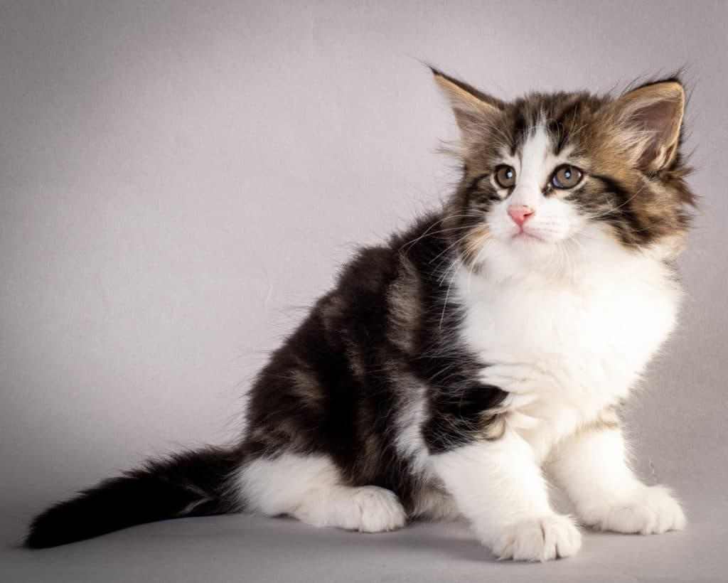 (N)Migoto's Jørgen, NFO n 03 22