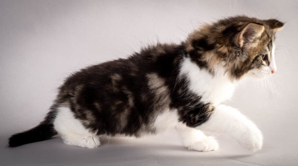 (N)Migoto's Jørgen, NFO n 03 22