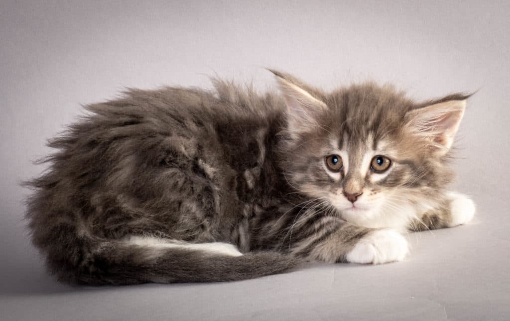 (N)Migoto's Junior, NFO a 09 22