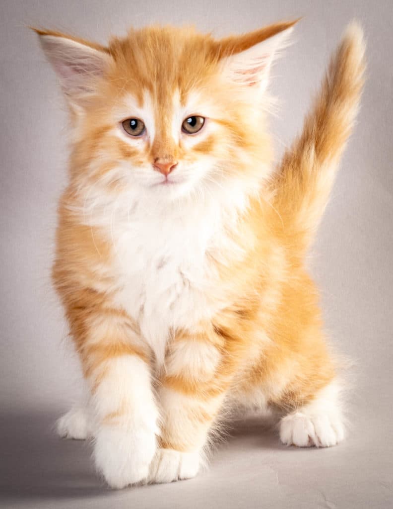 (N)Migoto's Jeppe, NFO d 09 22