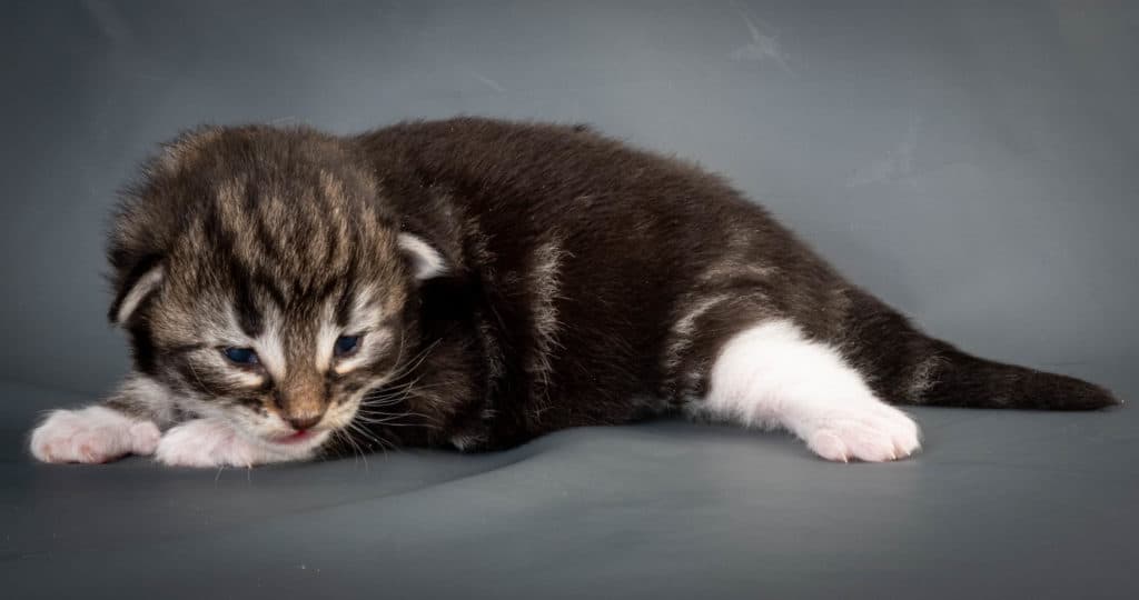 (N)Migoto's Liva, NFO n 09 22